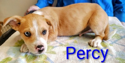 Percy