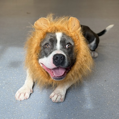 Scar