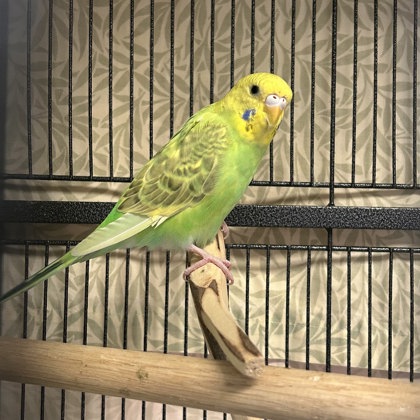 Birdy