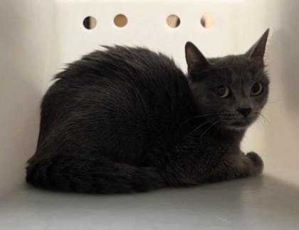 “Georgina”