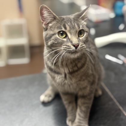 "Annabelle"- Adoption Hold!