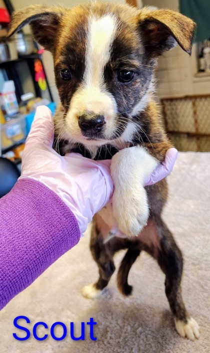 Scout