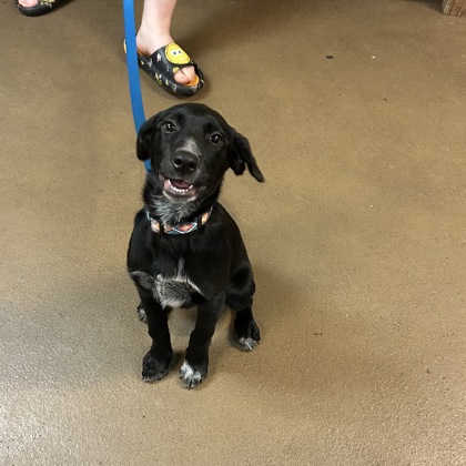 Koda