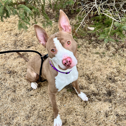 Ludacris - Benchwarmer!