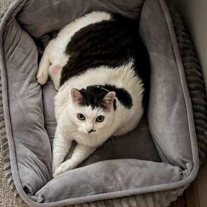 Kitty