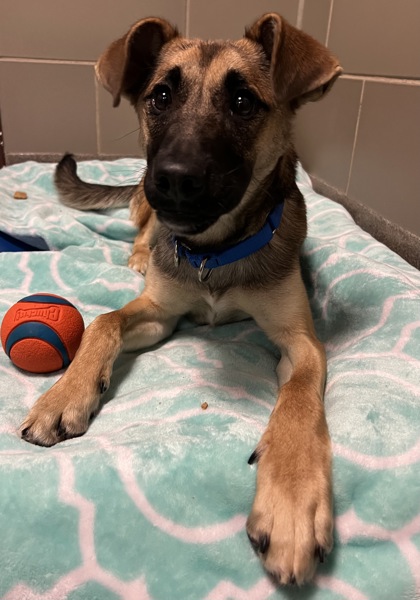 Koda