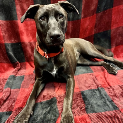 Stella - Benchwarmer!