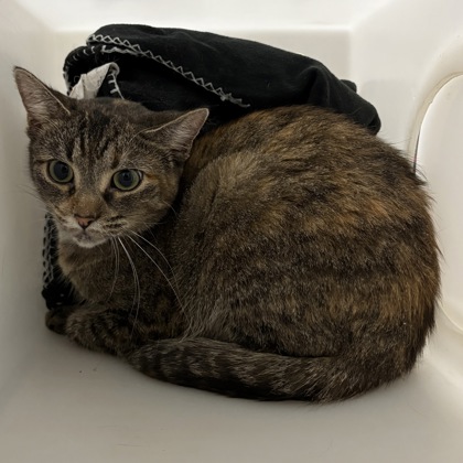 Tabby