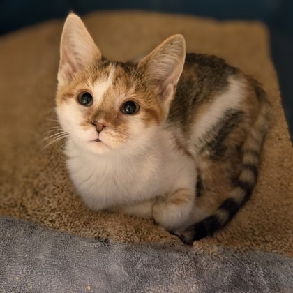 Callie Cat