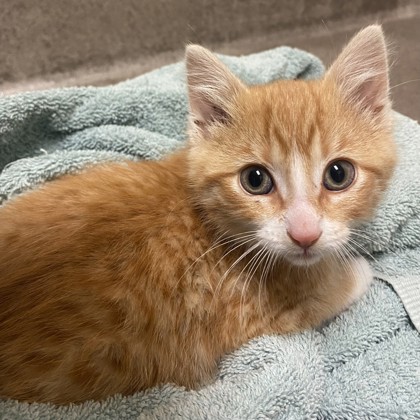 Little Ed