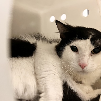 Milo