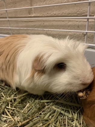 Chompers- Required Couple w/ Pumpkin!