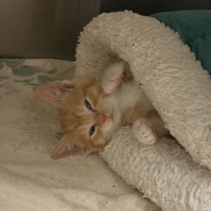 Ginger Adoption Hold!