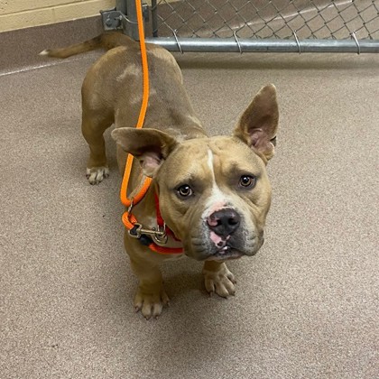 Dom