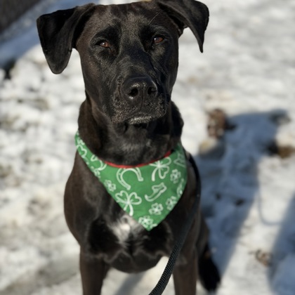 Stella - Staff Pick & Benchwarmer!