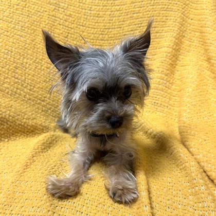 Taz