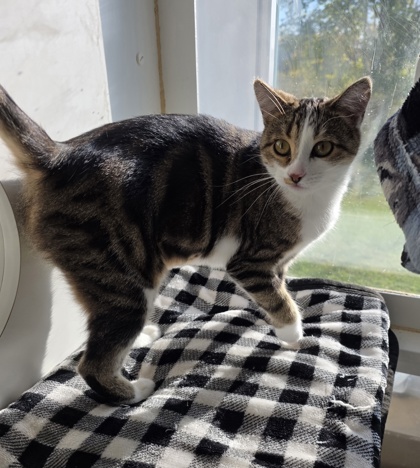 Maude