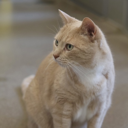 Harvey
