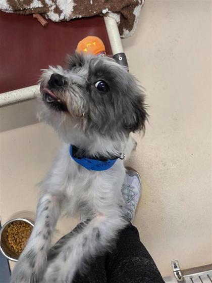 Gizmo