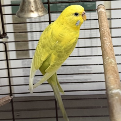 Popo