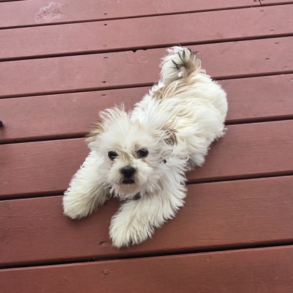 Fluffy