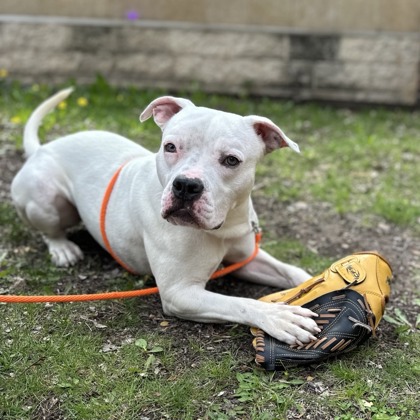 Daisy - Video, Staff Pick & Benchwarmer!