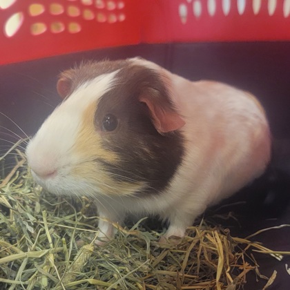 Cinnamon