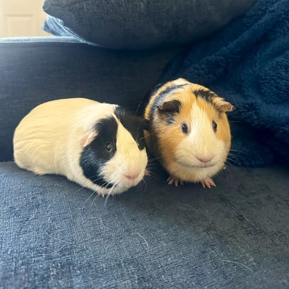 Oreo-Bonded Pair!