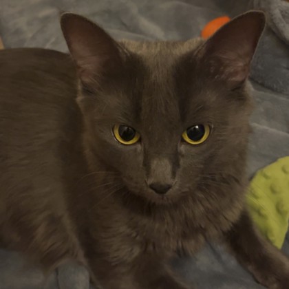Addison