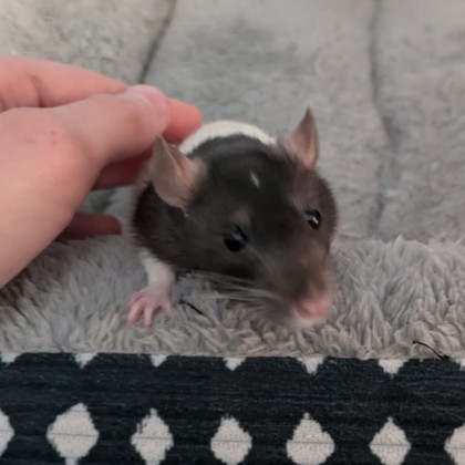 Sparkle - Required Pair!