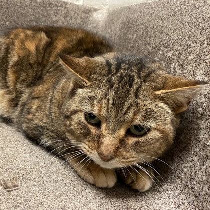 Webster - Working Cat!