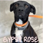 Gypsy Rose