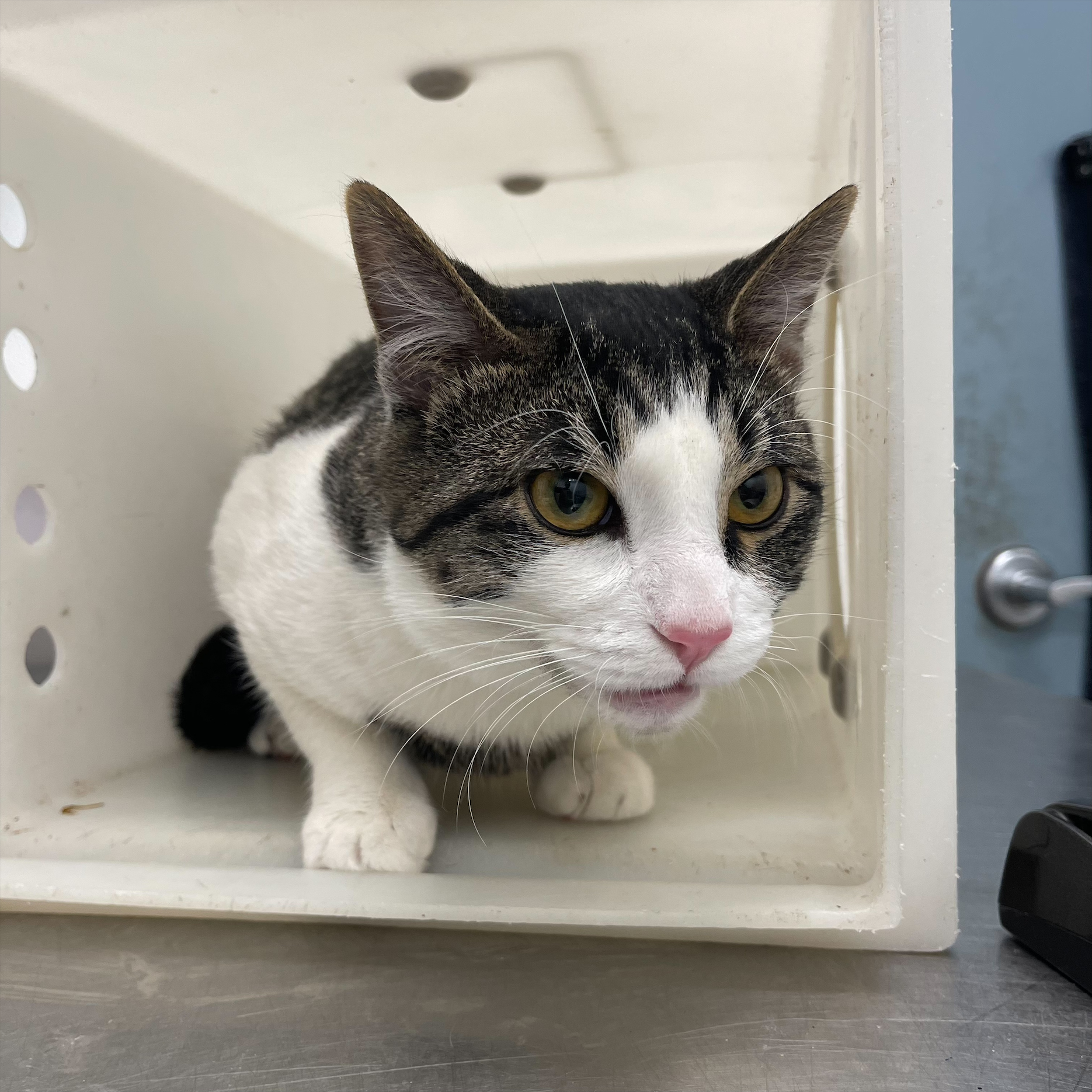 "Santa Baby" -Adoption hold!