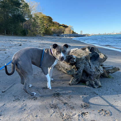 Josie - Benchwarmer!