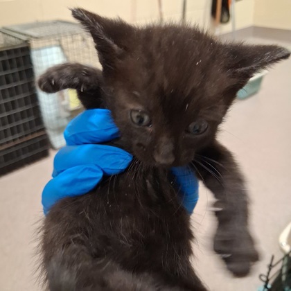 Baby Bat