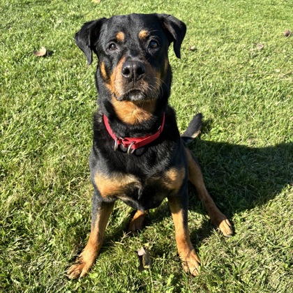 Indi