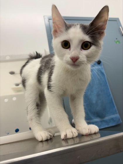 Purrinator