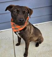 Smoke- Available Sat. Jan 24 @ 3pm!