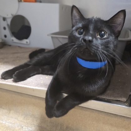 Binx