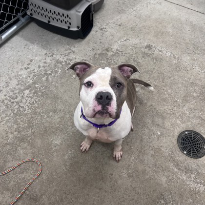Cali