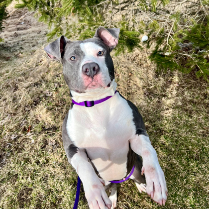 Lulu