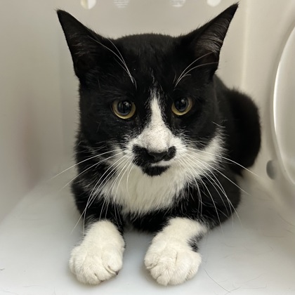 "Ramen" - Adoption Hold!