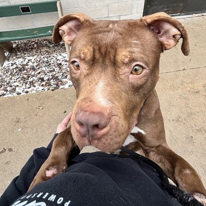 Mr. Z - Benchwarmer & Staff Pick!