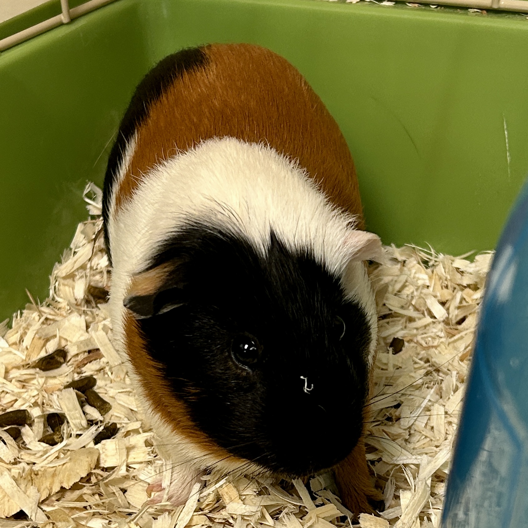 Smores - Required couple w/ Norman