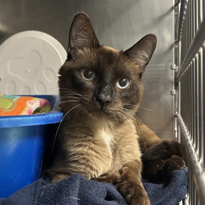 Gojo- Adoption hold!