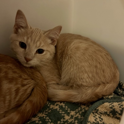 Meowgatron