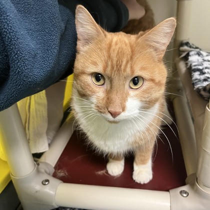 Zion - Adoption Hold!