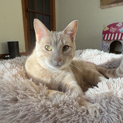 Paco