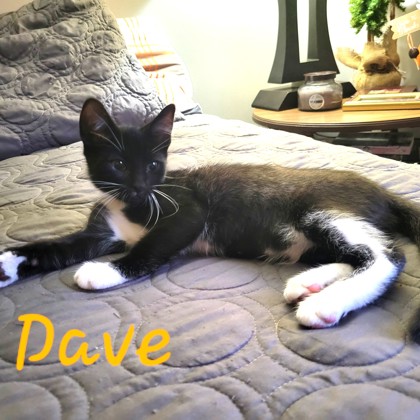 David