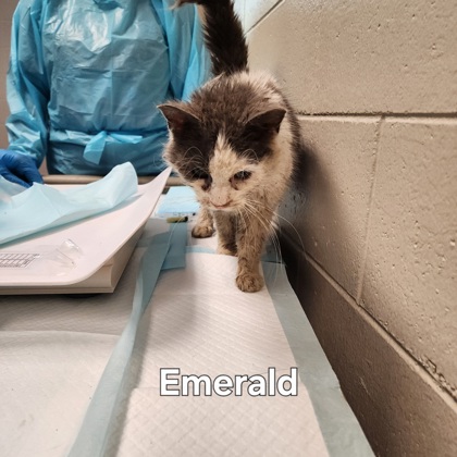 Emerald